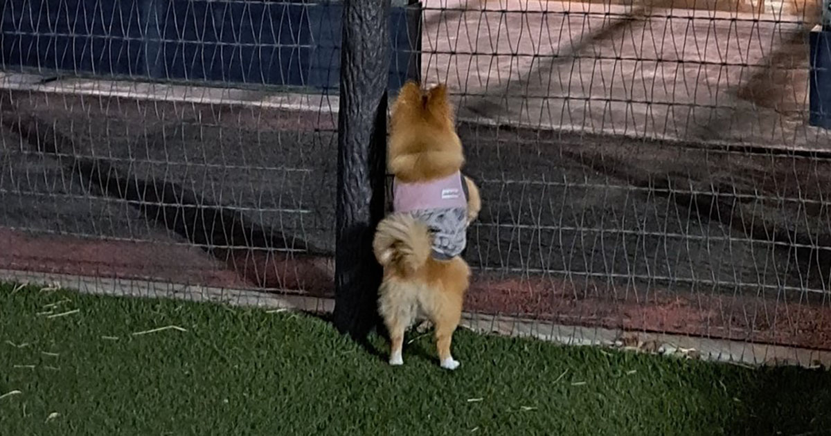 ドッグランに来たワンコ→いっぱい遊ぶと思いきや…… 熱視線を送る先に「これは仕方ない」「正直でよろしい」(1/3) | 犬 ねとらぼ