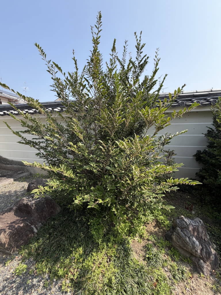 香りの発生源が判明……