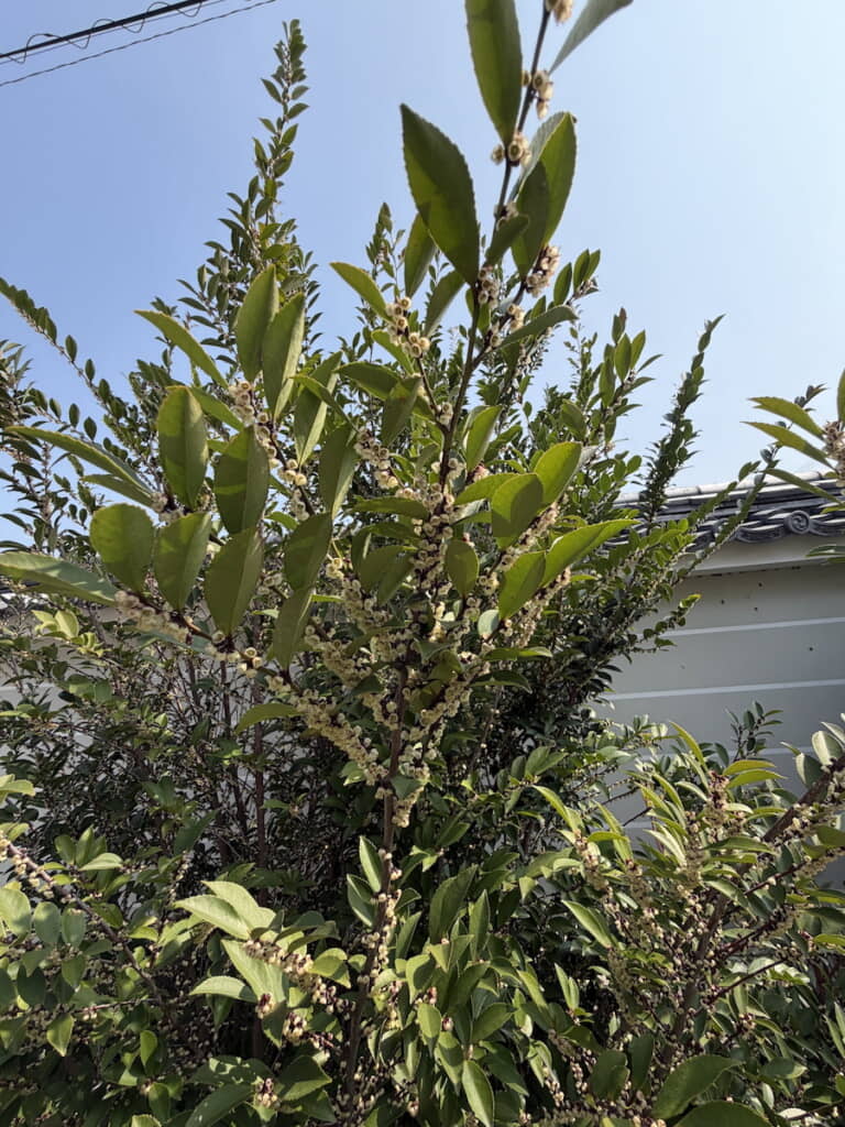 ラーメンの香りを想像できないビジュアル