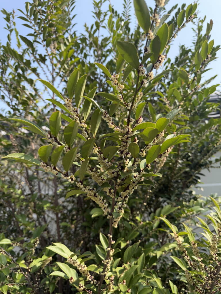 どこから香りが出ているのかな……？