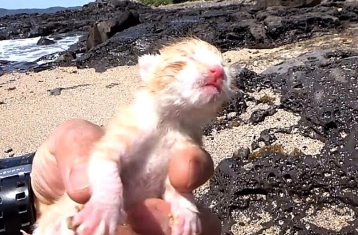 海に投げ捨てられた子猫→1年8カ月後「んまあああ～！」「奇跡だ」　二度見する“現在の姿”に「泣きました」（1/3） | 猫 ねとらぼ