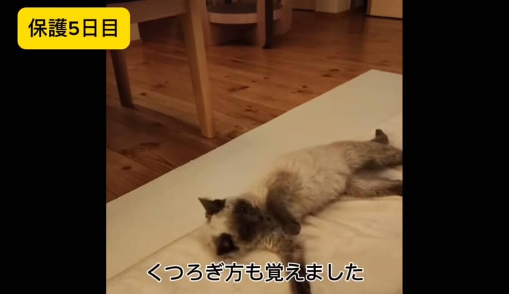 おいしいおやつの存在を知り、くつろぎ方も習得