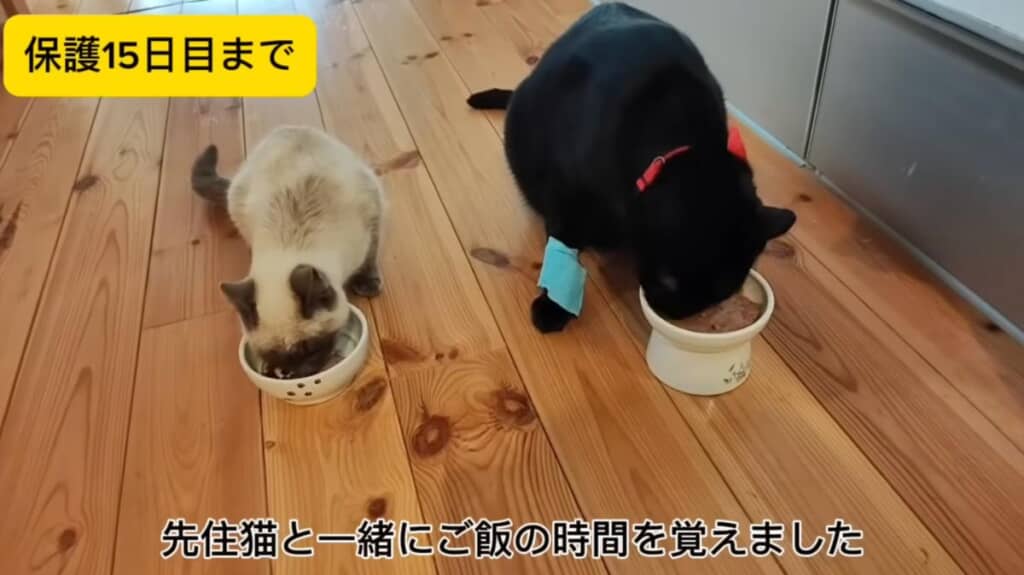 先住猫と一緒にごはんの時間を覚えました