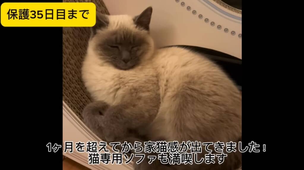 1カ月を過ぎると、家猫感が増していました