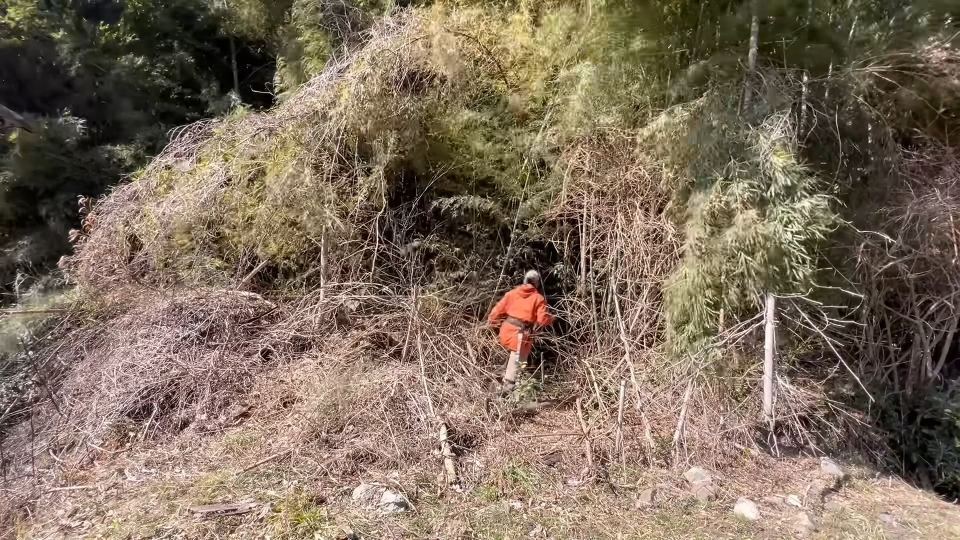 どうしようもないほど荒れた“巨大竹林”→30代女性がバッサバッサ切り倒すと……　見違える光景に「すごく綺麗」「素敵になったね！」（1/3） | ライフスタイル ねとらぼ