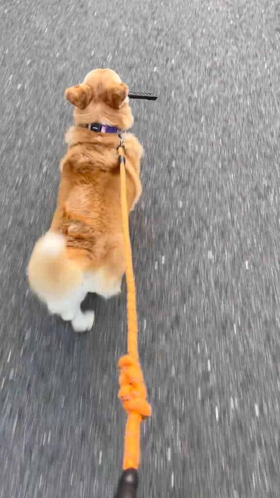 ちょっと得意げかもしれません