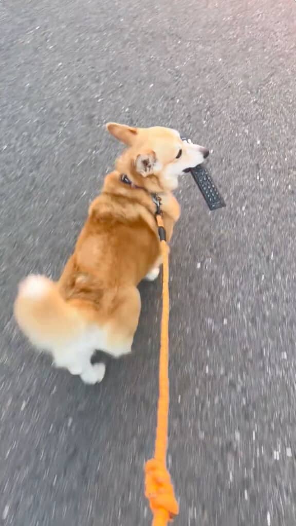 どうしてもリモコンを離してくれません