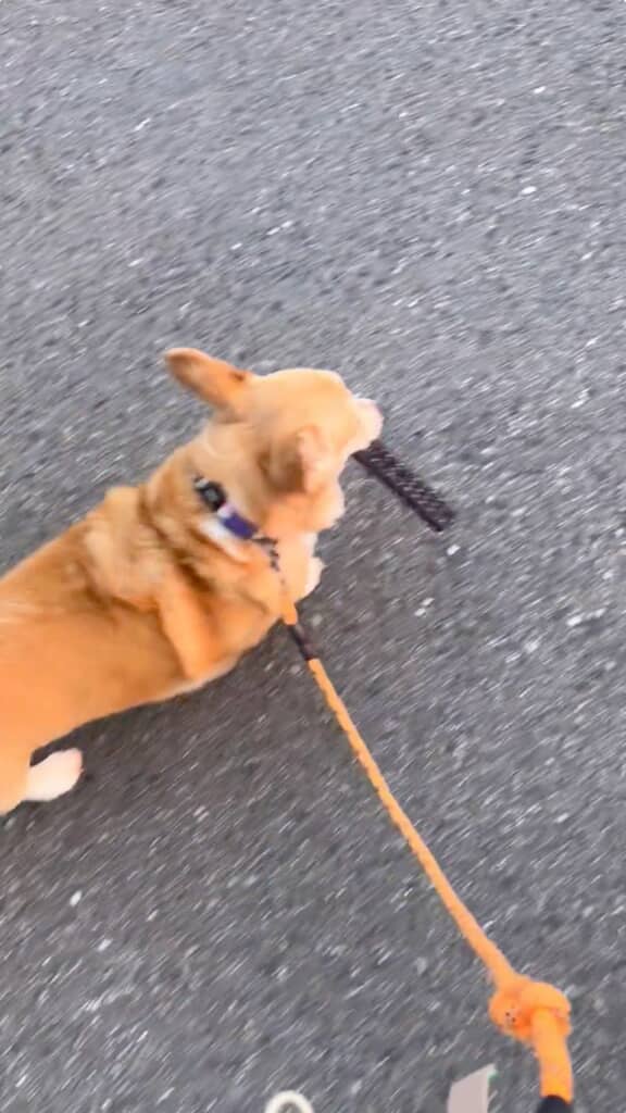 テレビのリモコンをくわえたままお散歩してる！