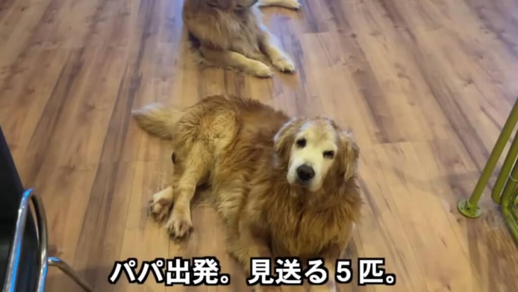 パパさんを見送るワンコたち