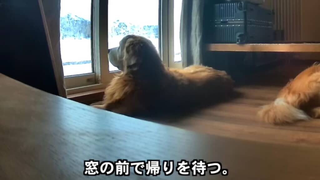 寂しそうなミントくん