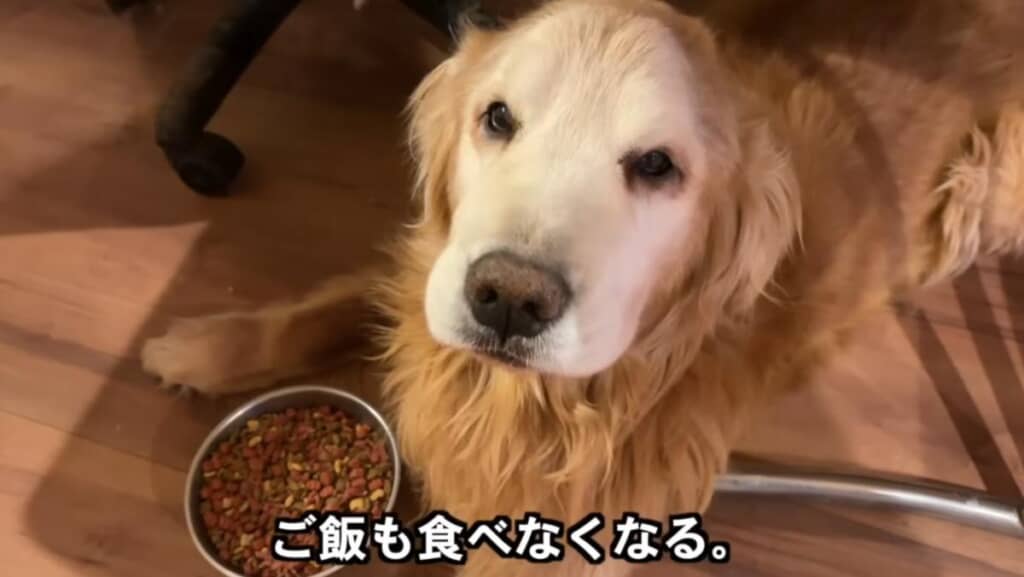 大好きだったごはんも喉を通らなくなりました