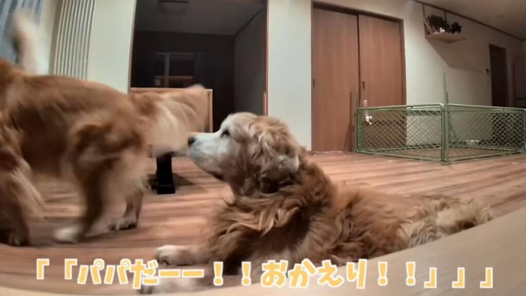 やっとパパさんが帰宅！