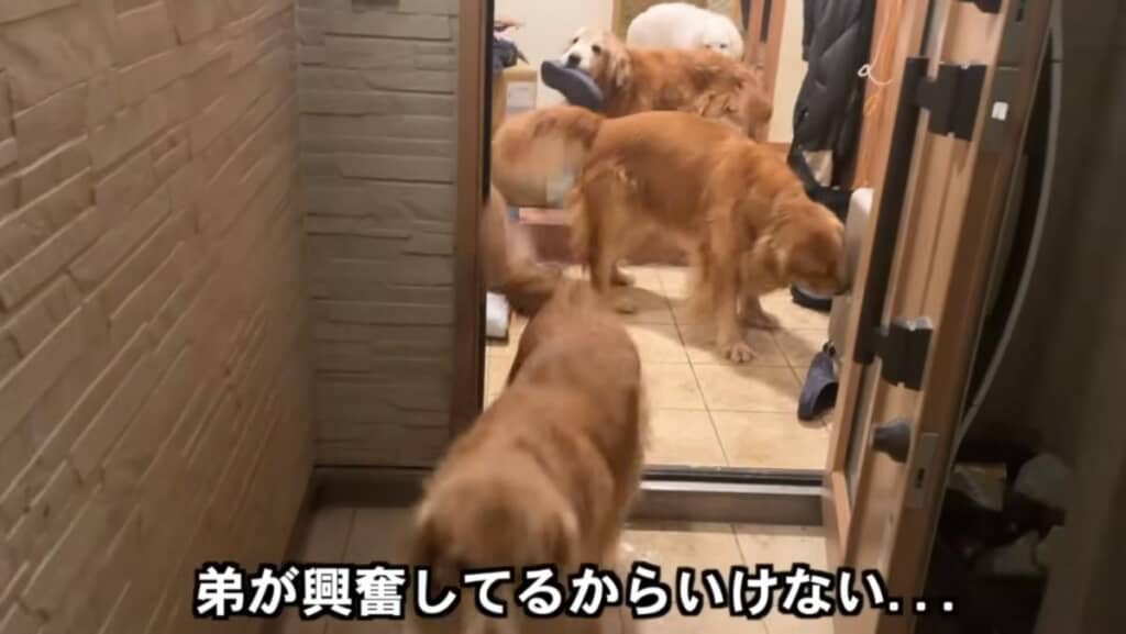 宝物のスリッパをくわえながらお出迎え