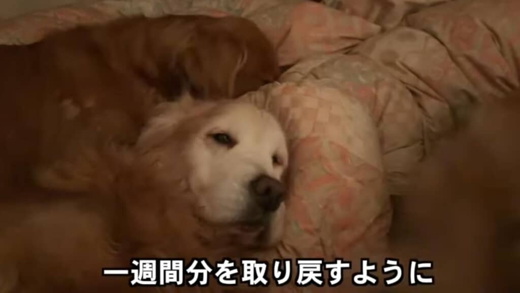 みんなでごろ寝は最高！