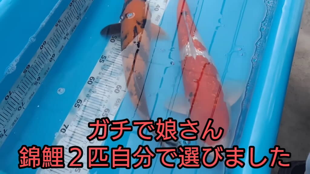 小2の娘さんが選んだ2匹