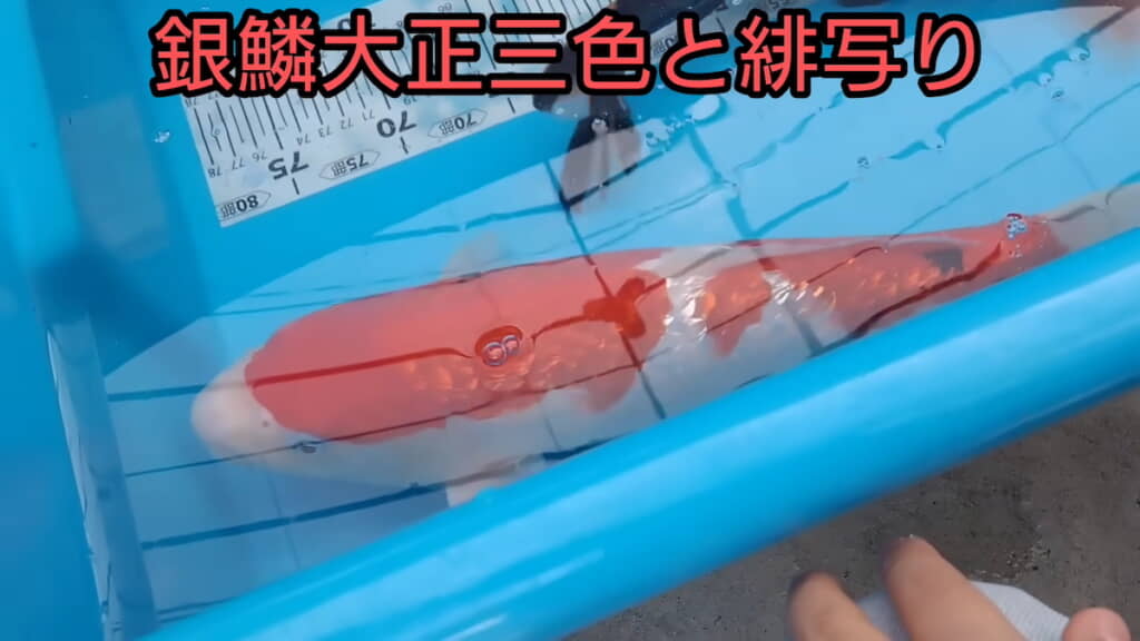 「キラキラ」な銀鱗大正三色