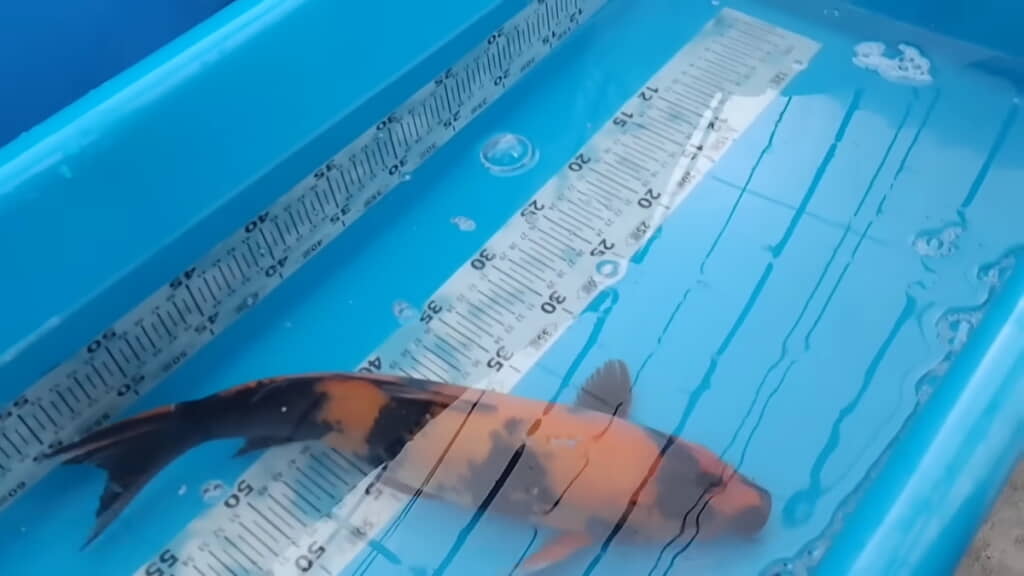 緋写りは「カッコいい」