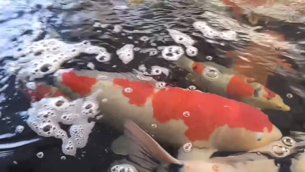 パパは大きな紅白が気になる