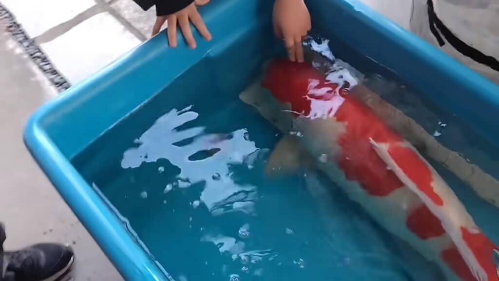 紅白に触れてみる娘さん