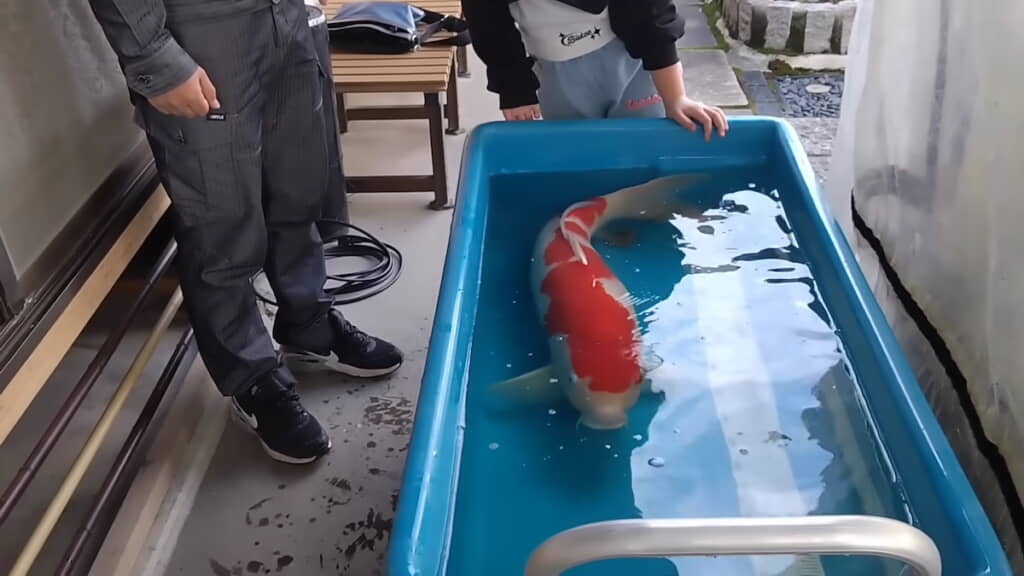 お迎えすることになった紅白をパパと一緒に見守る