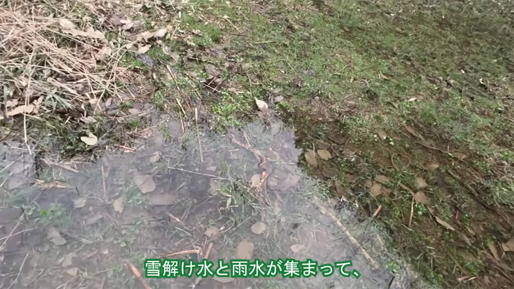 周辺にはたくさんの水たまりが