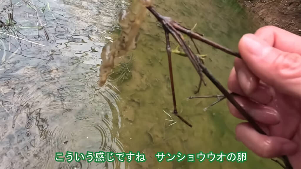 サンショウウオの卵を発見