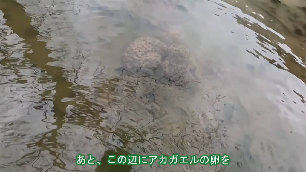 アカガエルの卵もありました
