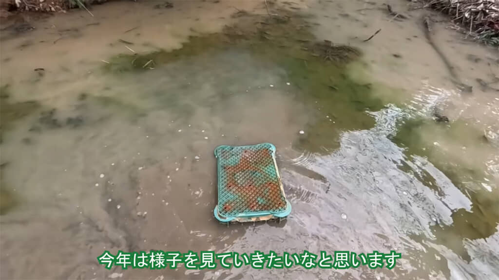 アライグマに食害されないよう、コンテナを被せておきます