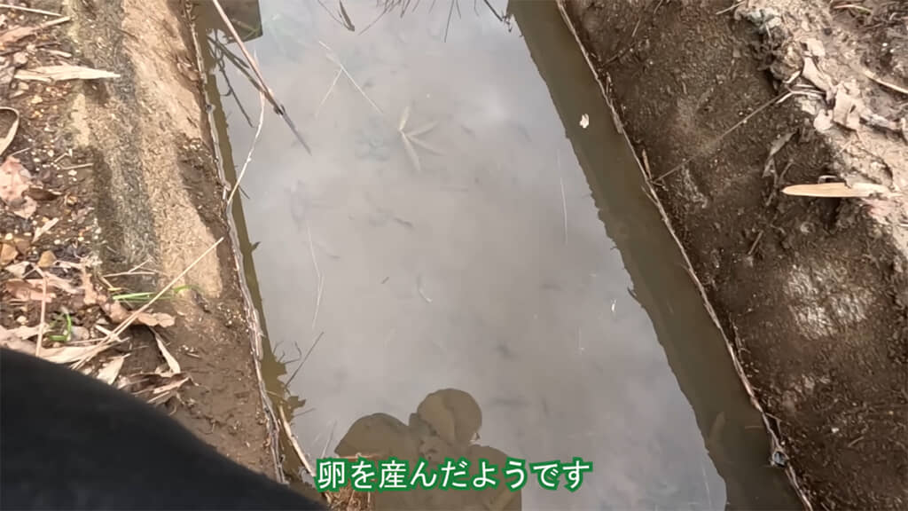 溜め升には大量のサンショウウオの卵がありました