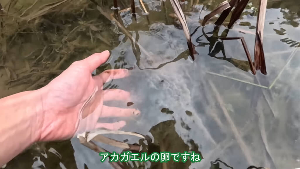 アカガエルの卵があちこちにありました