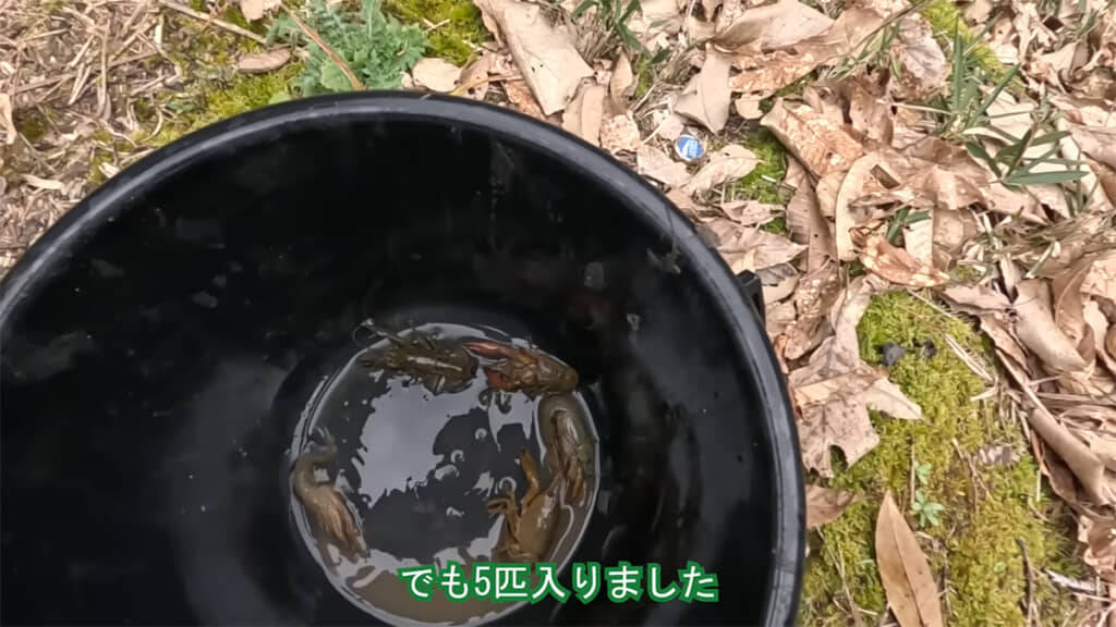 ザリガニの低実度化に成功した、旧ザリガニ池の様子でした