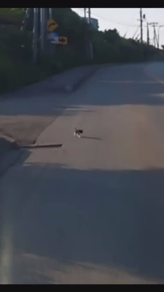 トコトコと出てきた子猫