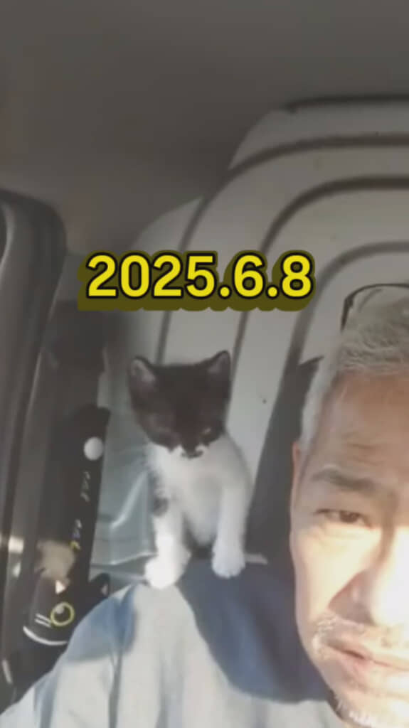 当時は小さかった子猫