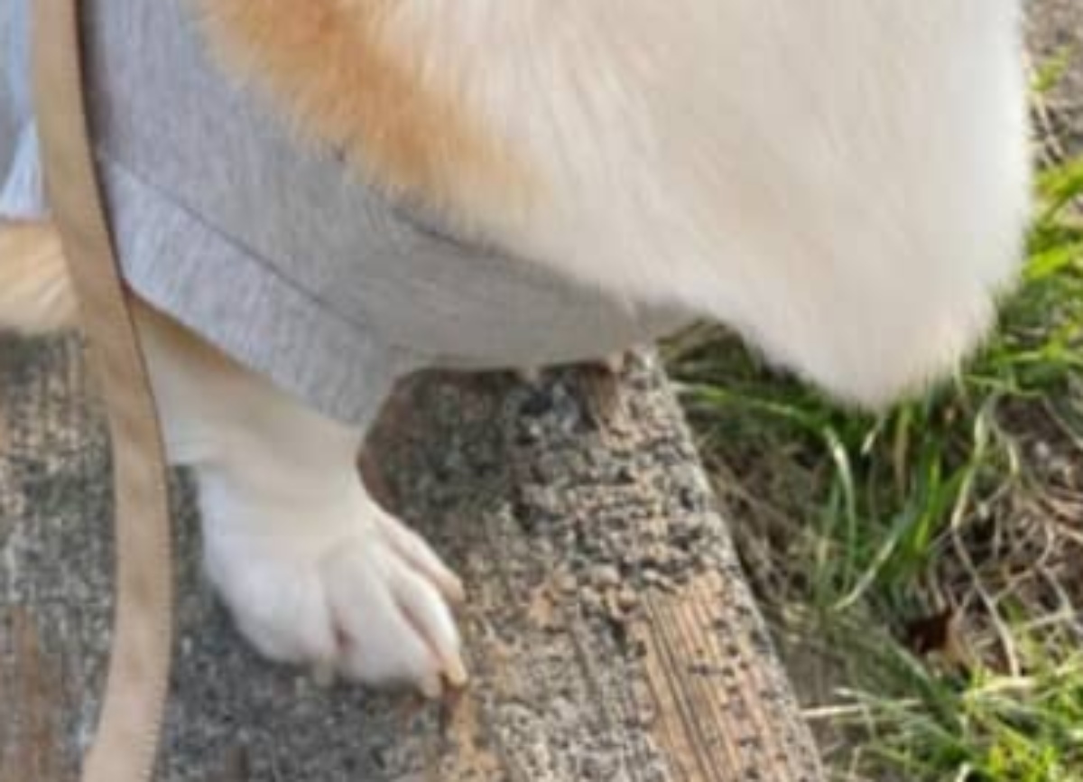 散歩中、おじさんに「えびせん!!」と言われた犬→納得の姿に「やるなじいさん」「アイドルになっちゃう」（1/3） | 犬 ねとらぼ