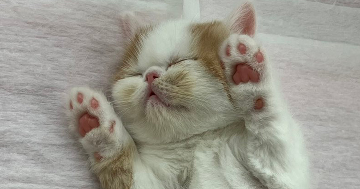 仮死状態で生まれた子猫→約4年後……「本当に良かった」　138万表示の“現在の姿”に「まさに名は体を表すですね」（1/2） | 猫 ねとらぼ