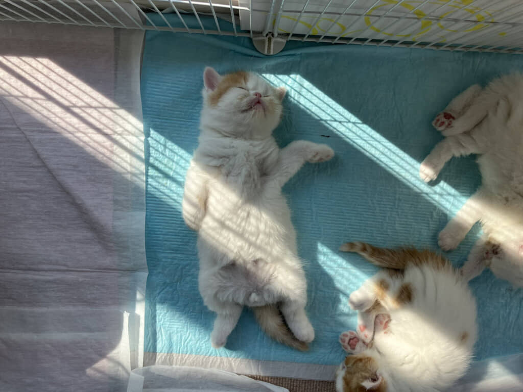 注目を集めたエキゾチックショートヘアの子猫さん