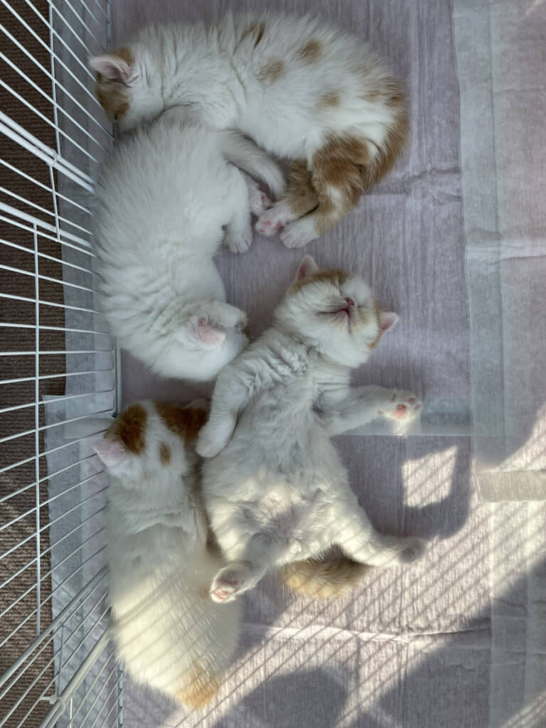 平和な時間が流れる子猫時代のお昼寝タイム