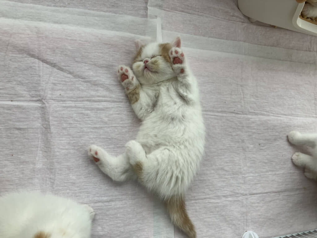 天使のような寝顔