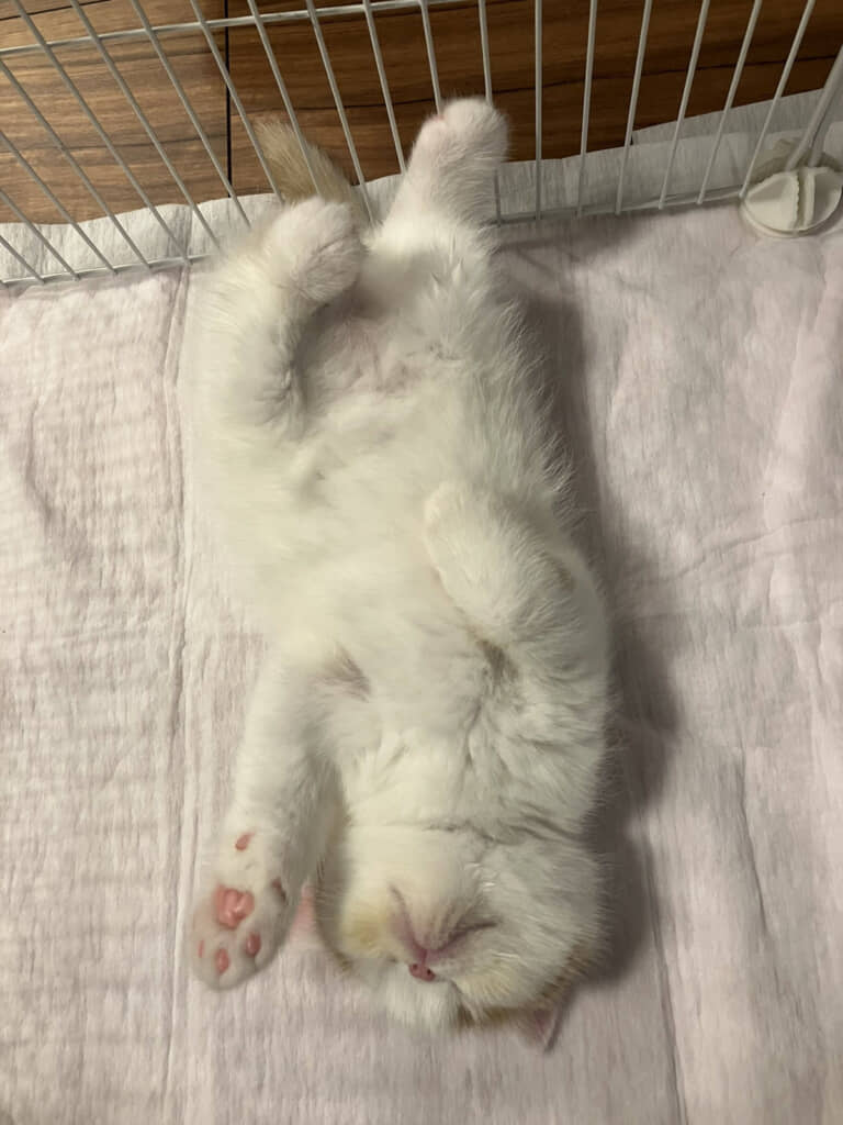 きれいなヘソ天も披露