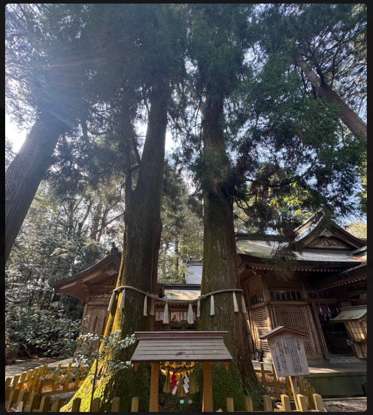 結婚した内田有紀と柏原崇が訪れた高千穂神社の夫婦杉