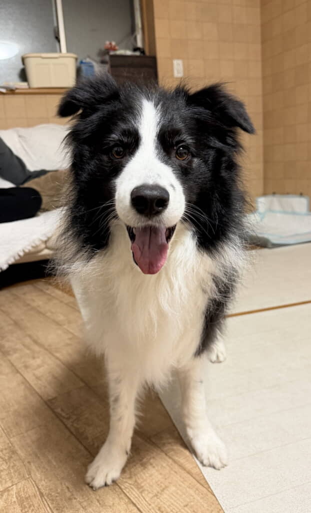 シャンプーしたてのジルくん