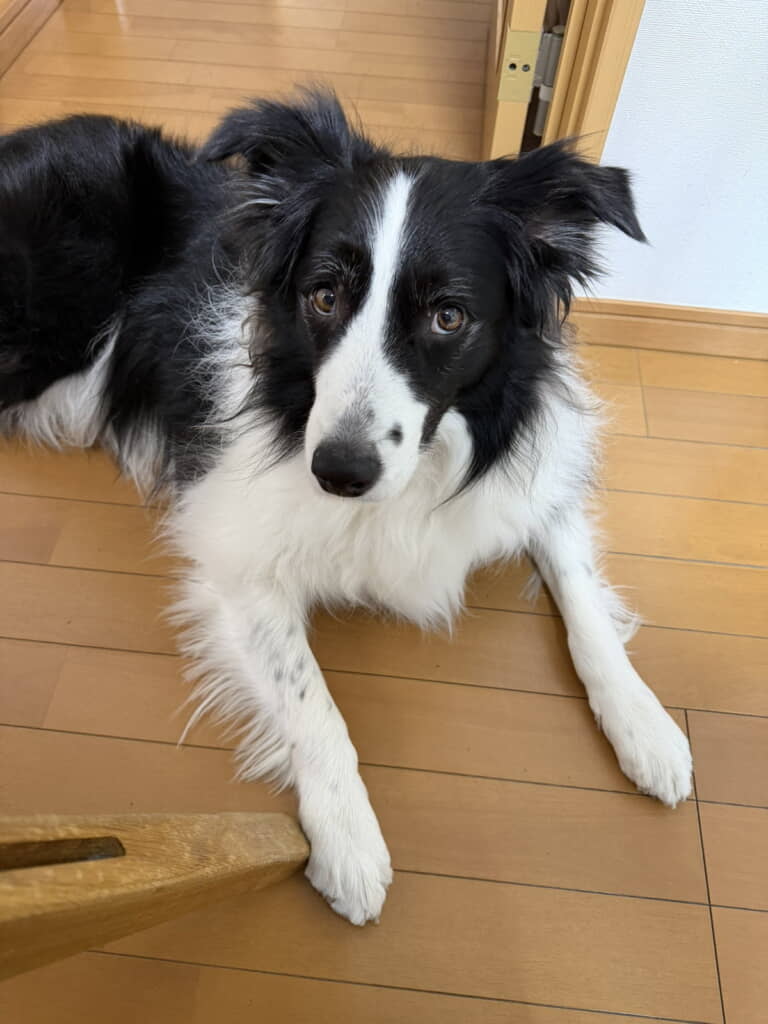 キリッとイケワンな表情