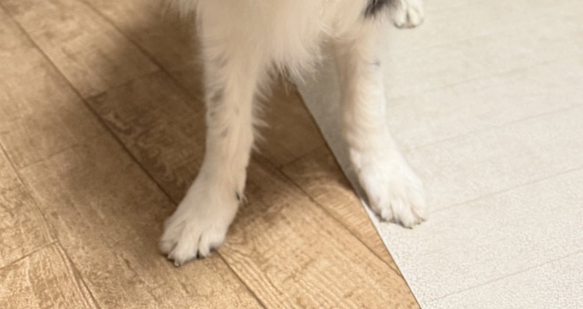 シャンプーしたてのふわふわな愛犬→1カ月後の姿に「笑っちゃいました」「それでいい」（1/3） | 犬 ねとらぼ