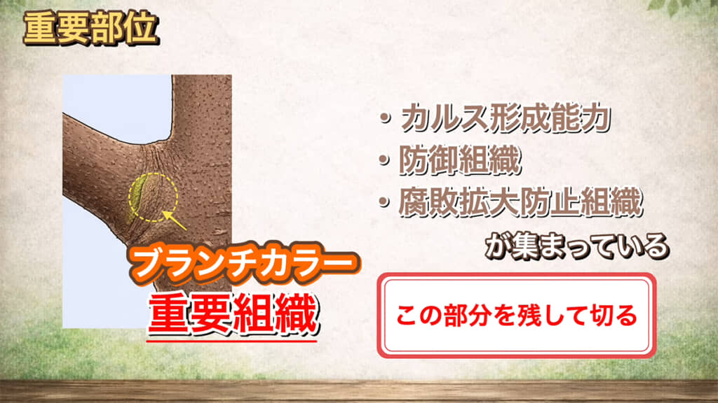 ブランチカラーは残します