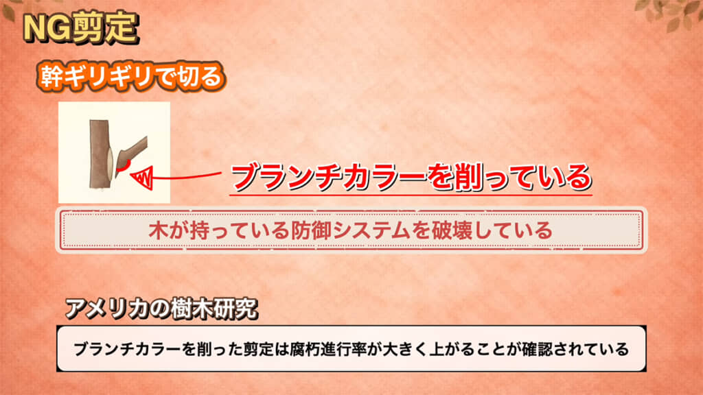 幹ギリギリで切ると、ブランチカラーが削れてしまいます