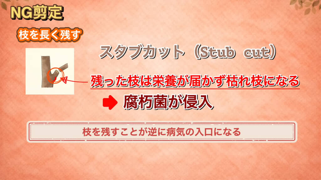 枝を長く残すと病気の入り口になる可能性が