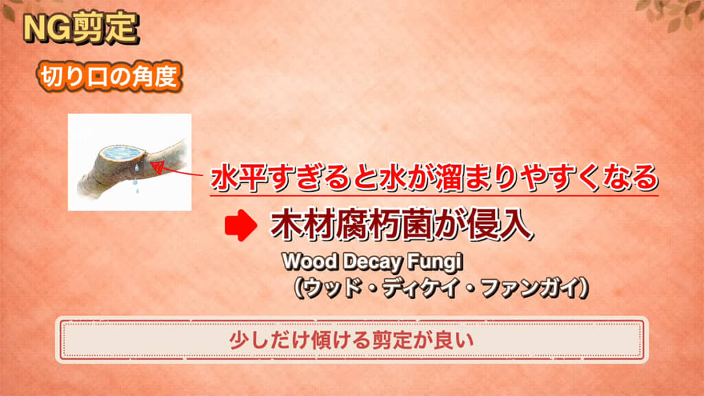切り口が水平すぎると、水がたまってしまいます