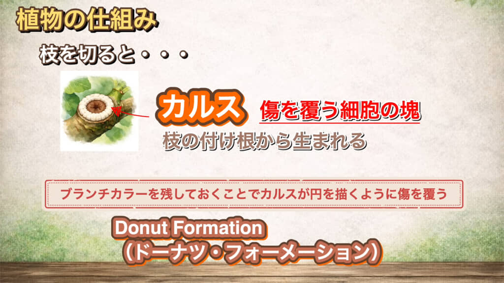 ブランチカラーからカルスが生まれます