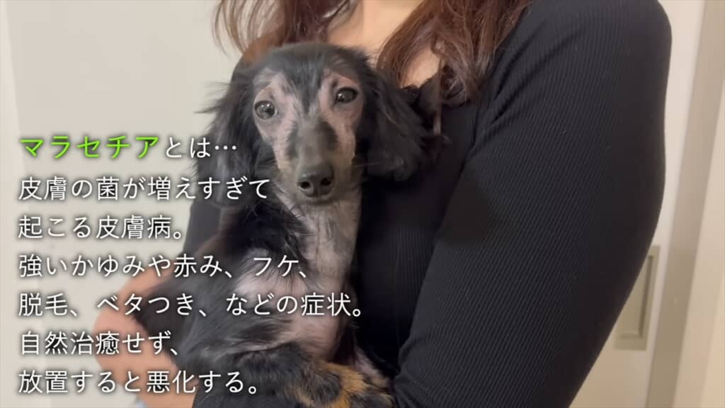 ブリーダー崩壊でレスキューされた全身ハゲの子犬