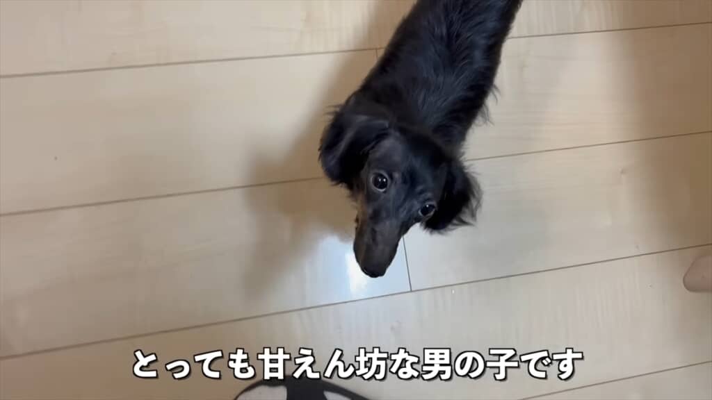 ブリーダー崩壊でレスキューされた全身ハゲの子犬が迎えた結末